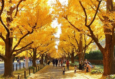 紅葉スポット 東京：秋の彩りと都市の調和